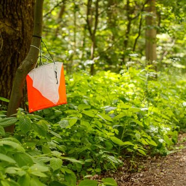 Course d'orientation à Longuenée